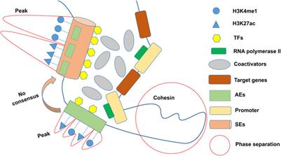 Pathogenic role of super-enhancers as potential therapeutic targets in lung cancer